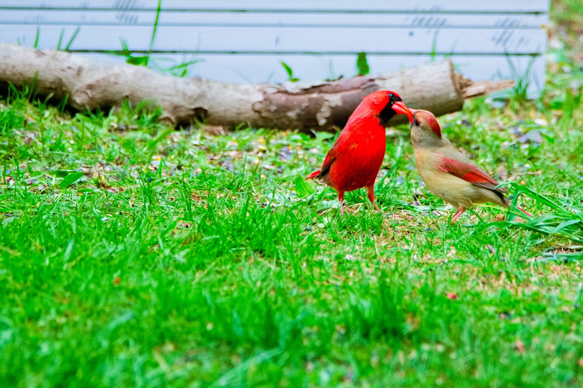 Blog Cardinal-49