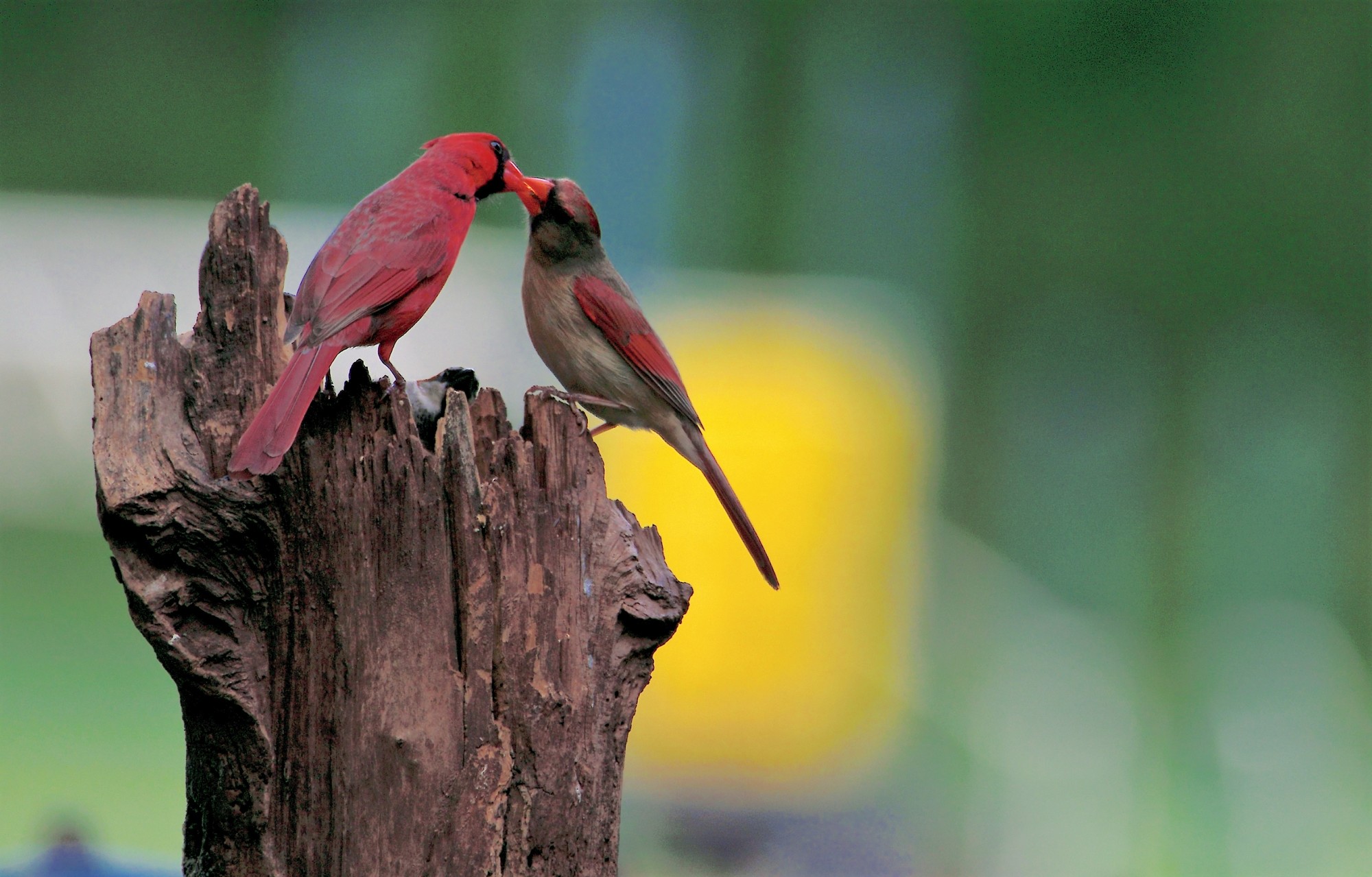 Cardenal Couple (1)